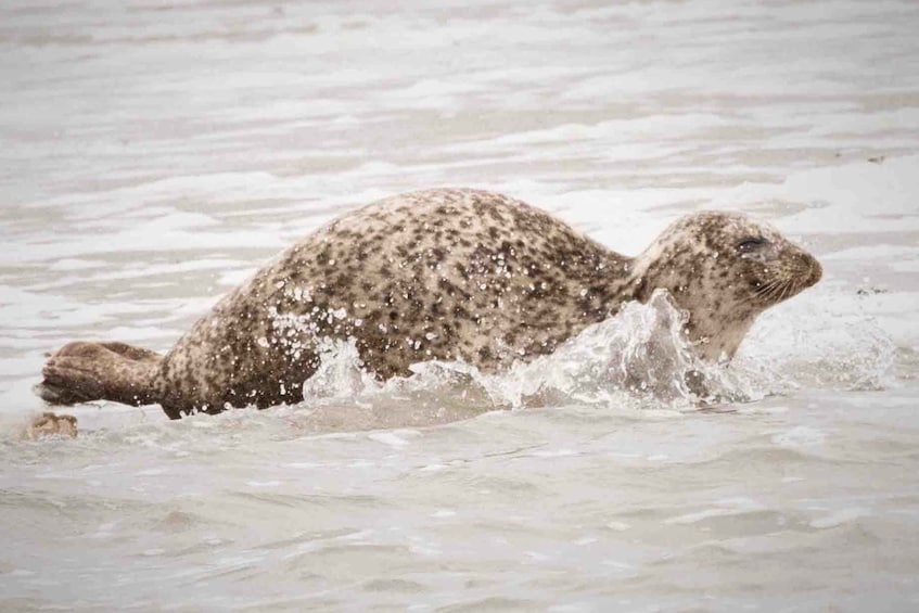 Picture 5 for Activity Amsterdam: Half-Day Seal Safari at Waddensea UNESCO Site