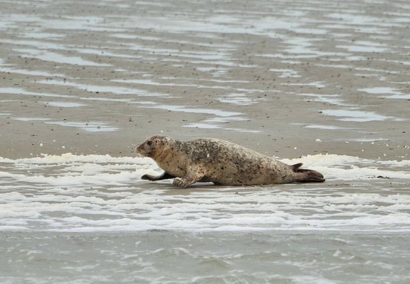 Picture 7 for Activity Amsterdam: Half-Day Seal Safari at Waddensea UNESCO Site