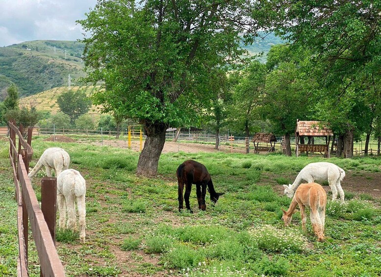 Picture 2 for Activity Alpaca farm in Shamakhi (Azerbaijan) 1 Day