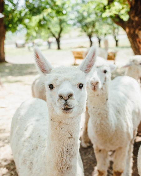 Picture 3 for Activity Alpaca farm in Shamakhi (Azerbaijan) 1 Day