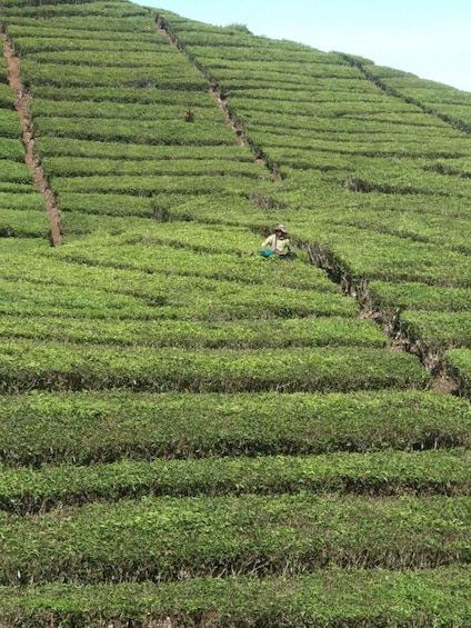 Picture 8 for Activity White Crater Tea Plantation Tour Guide Bandung