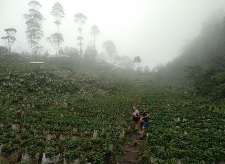 Picture 5 for Activity White Crater Tea Plantation Tour Guide Bandung