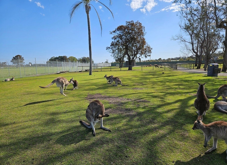 Picture 4 for Activity Sydney Port stephens (Private)