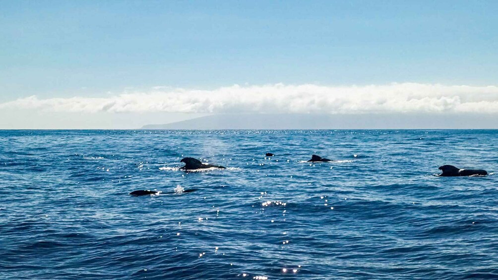 Picture 5 for Activity Los Gigantes: Whales and Dolphin Watching Cruise with Lunch