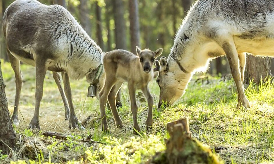 Picture 4 for Activity Rovaniemi: Summer Reindeer Farm Experience