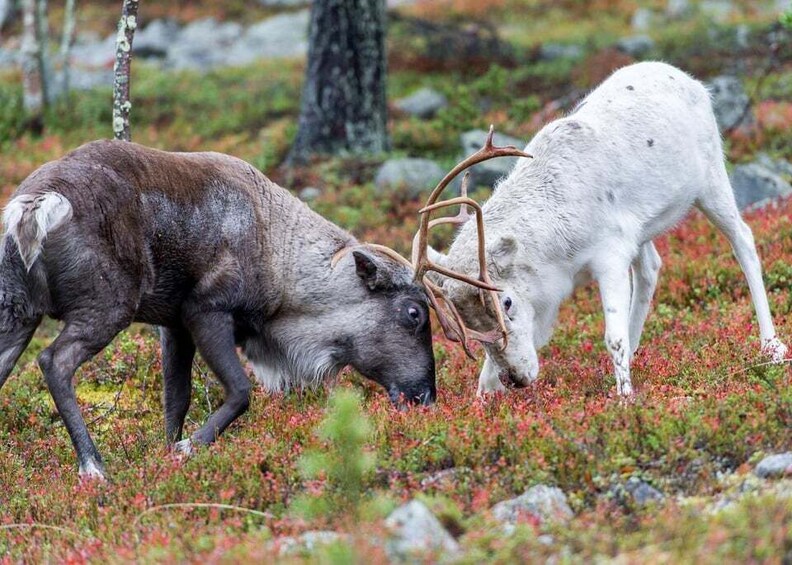 Rovaniemi: Summer Reindeer Farm Experience