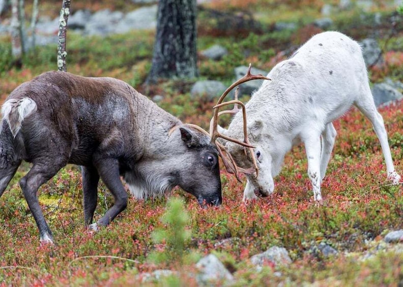 Rovaniemi: Summer Reindeer Farm Experience