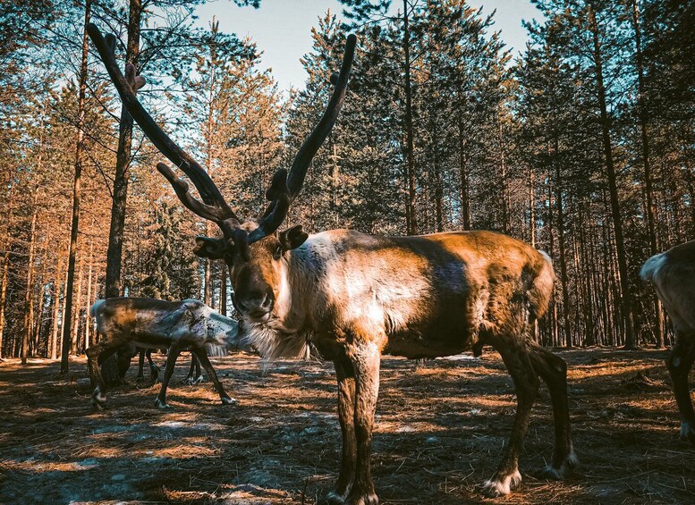 Picture 1 for Activity Rovaniemi: Summer Reindeer Farm Experience