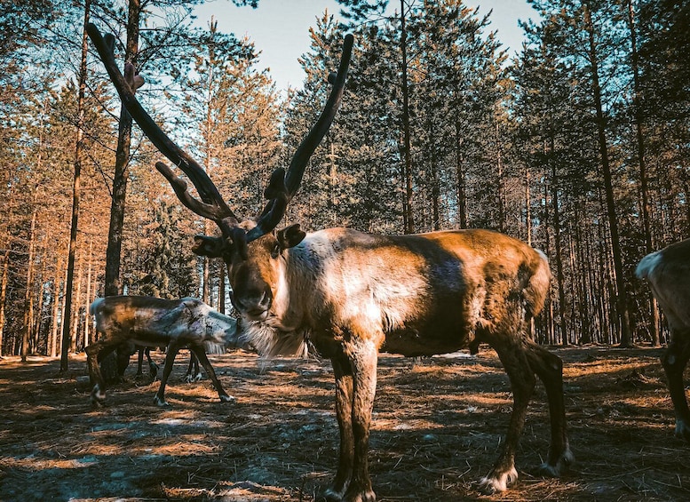 Picture 1 for Activity Rovaniemi: Summer Reindeer Farm Experience