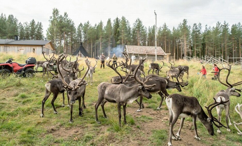 Picture 3 for Activity Rovaniemi: Summer Reindeer Farm Experience