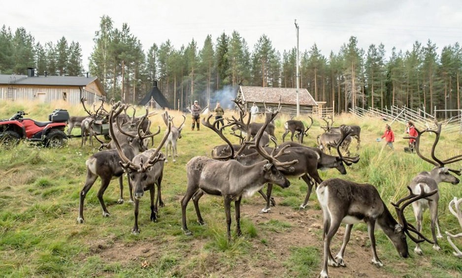 Picture 3 for Activity Rovaniemi: Summer Reindeer Farm Experience