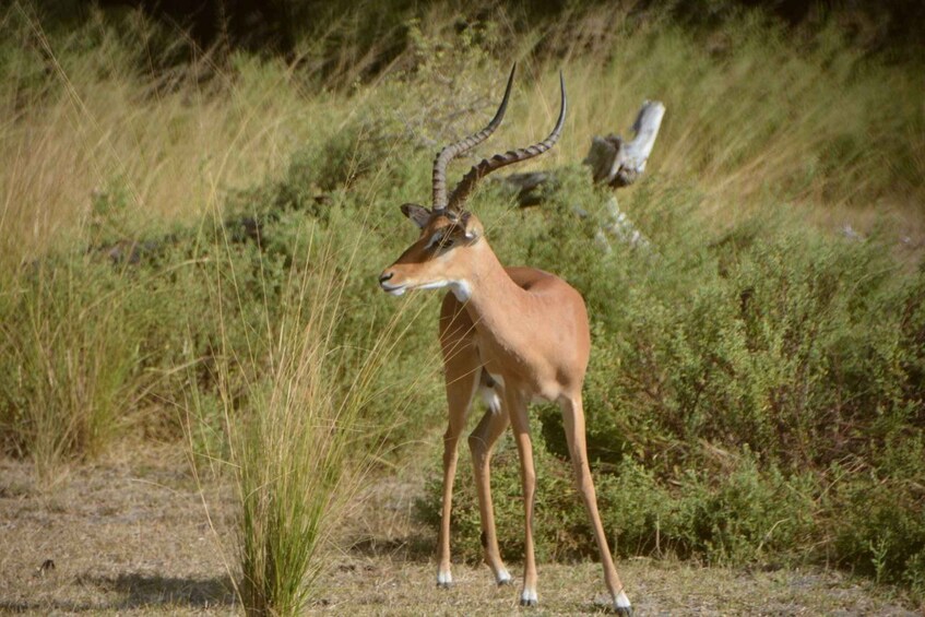 Picture 8 for Activity 5-Day Mikumi National Park to Selous GR + Boat Safari