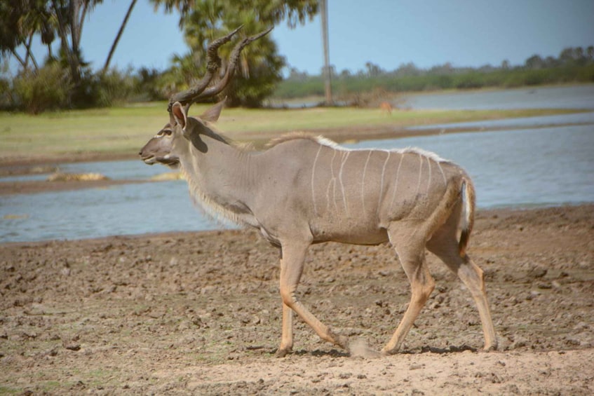 Picture 7 for Activity 5-Day Mikumi National Park to Selous GR + Boat Safari