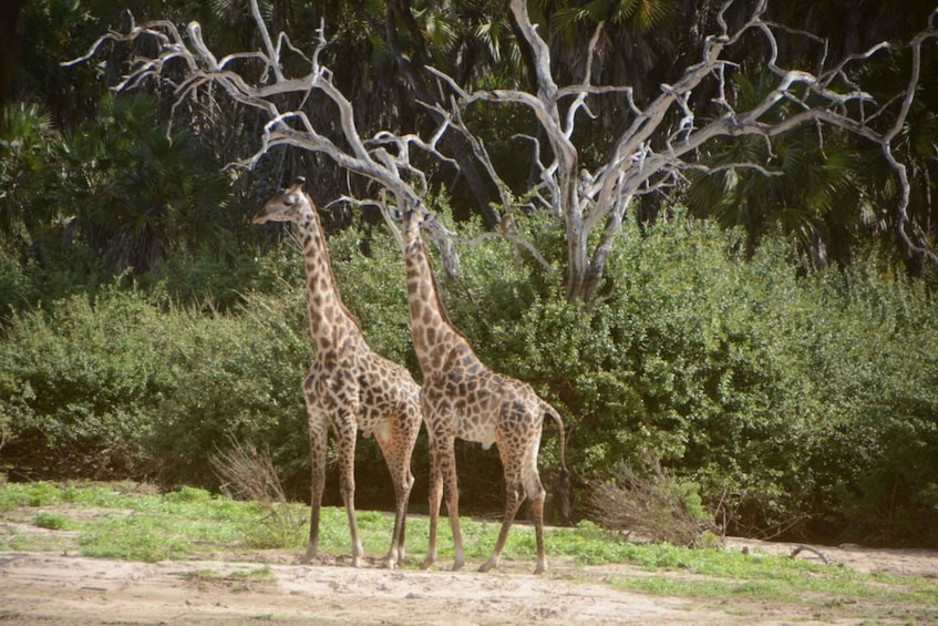 Picture 6 for Activity 5-Day Mikumi National Park to Selous GR + Boat Safari