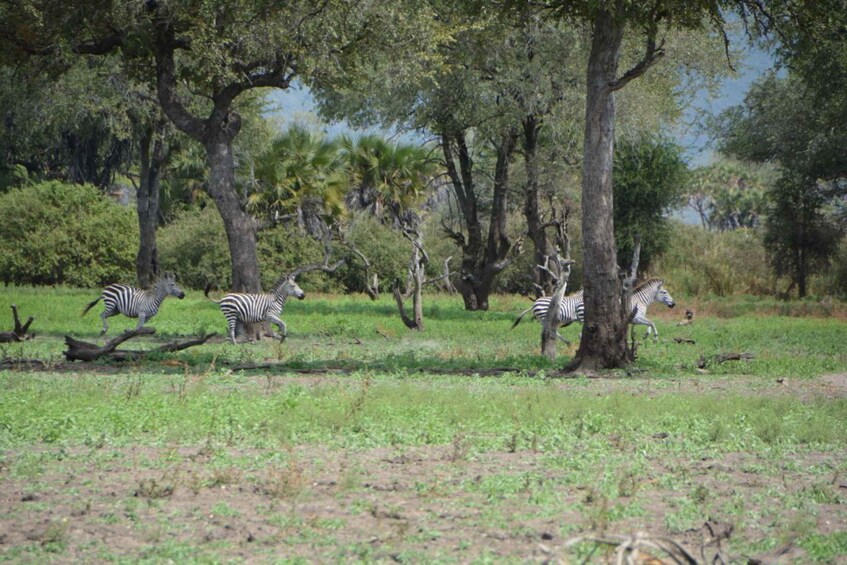 Picture 9 for Activity 5-Day Mikumi National Park to Selous GR + Boat Safari