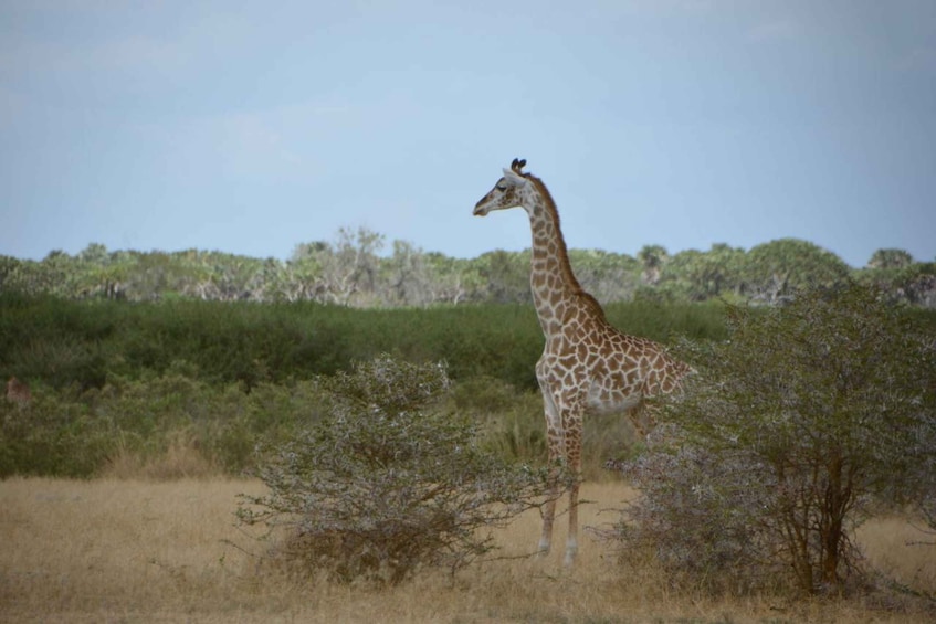 Picture 4 for Activity 5-Day Mikumi National Park to Selous GR + Boat Safari