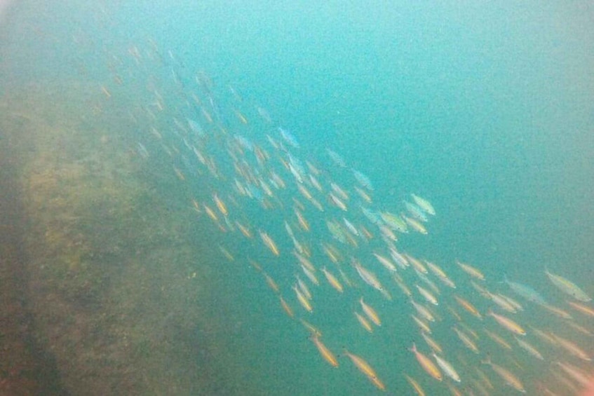 Picture 7 for Activity Snorkeling in Hikkaduwa