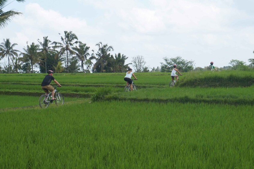 Kuta: Kintamani Culture and Nature Guided Cycling Tour