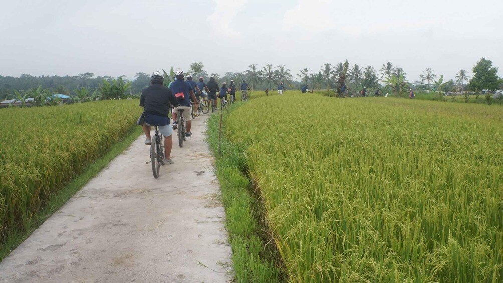 Picture 1 for Activity Kuta: Kintamani Culture and Nature Guided Cycling Tour