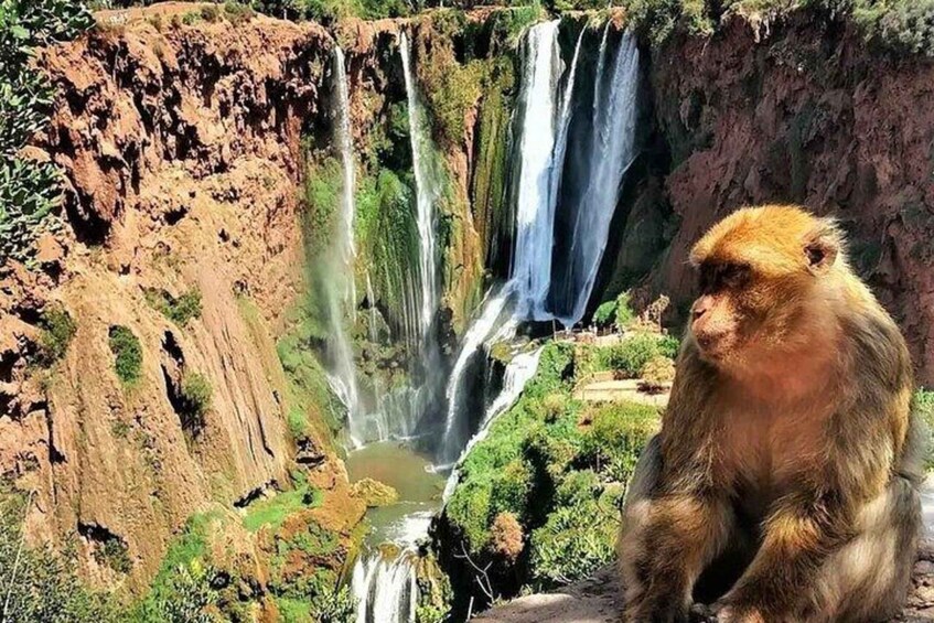 Picture 6 for Activity From Marrakech: Ouzoud Waterfalls Guided and Boat Ride