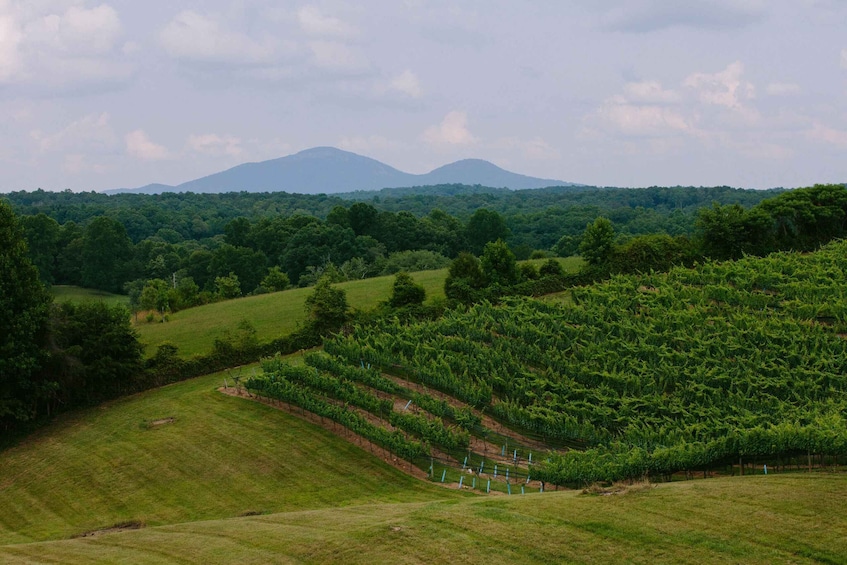 Picture 3 for Activity From Atlanta: Half-Day Wine Country Tour