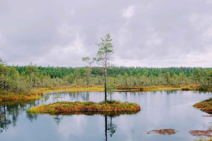 Picture 3 for Activity From Tallinn: Lahemaa National Park Day Tour