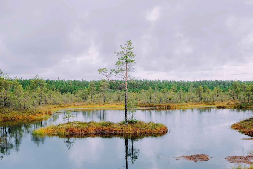 Picture 3 for Activity From Tallinn: Lahemaa National Park Day Tour