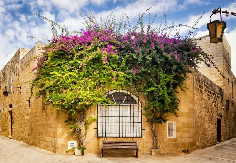 Picture 8 for Activity Malta: Mdina, Dingli Cliffs and San Anton Botanical Gardens