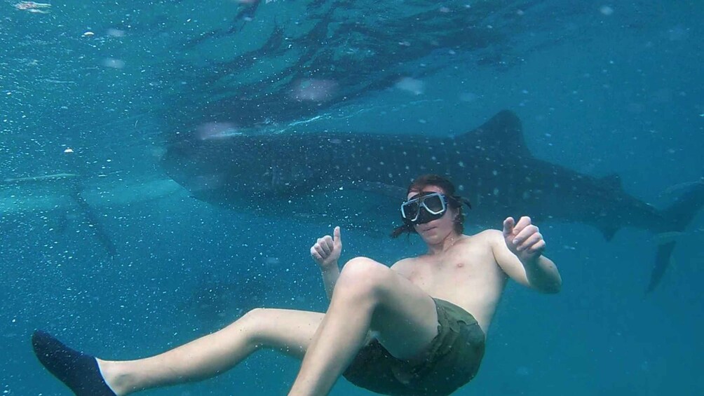 Picture 4 for Activity Cebu South-Whale Shark Swimming and Sardines Snorkeling Tour
