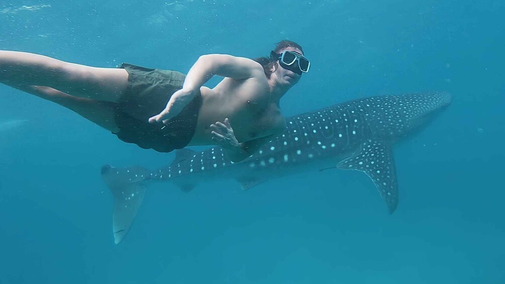 Cebu South-Whale Shark Swimming and Sardines Snorkeling Tour