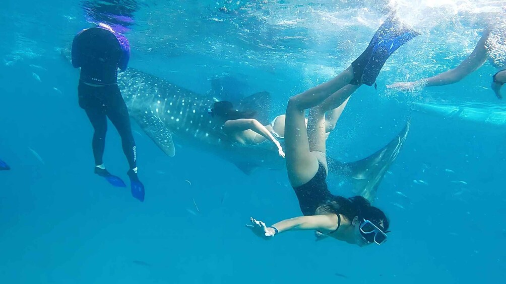 Picture 2 for Activity Cebu South-Whale Shark Swimming and Sardines Snorkeling Tour