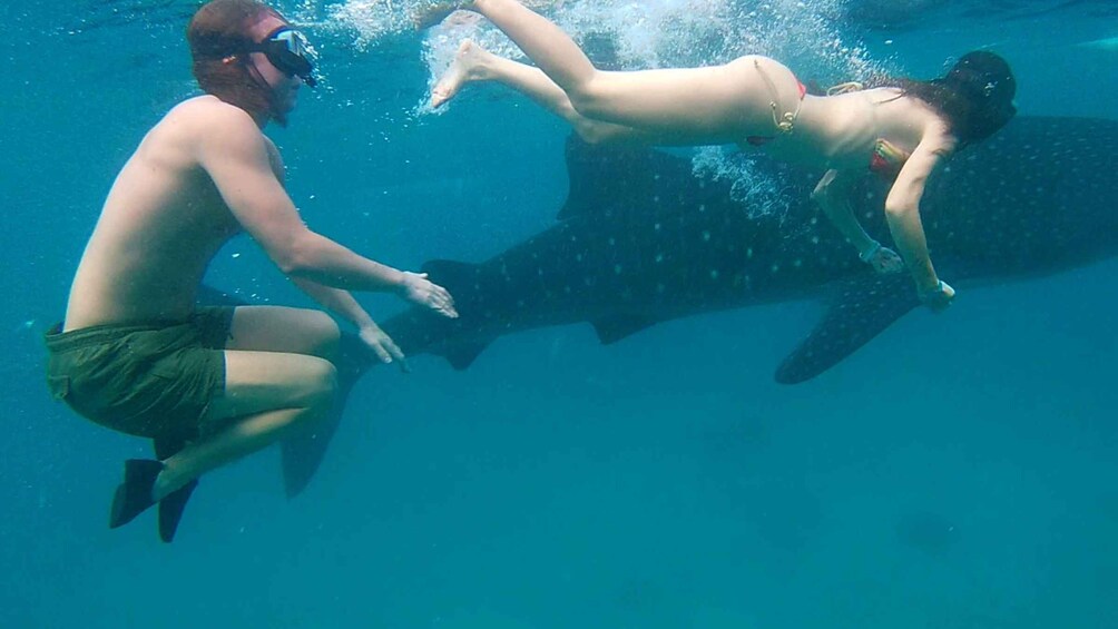 Picture 3 for Activity Cebu South-Whale Shark Swimming and Sardines Snorkeling Tour