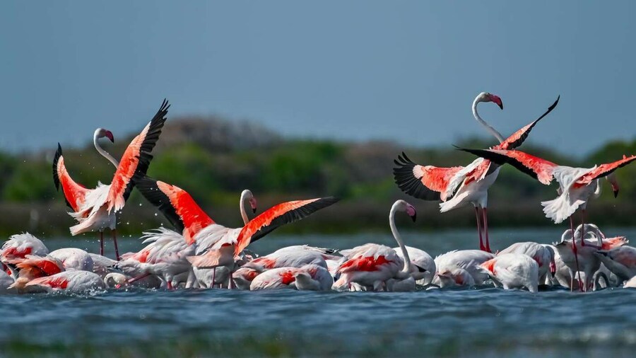 Bundala National Park Safari