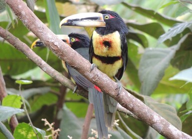 Quitosta: Quito: Opastettu päiväretki Mindon pilvimetsään