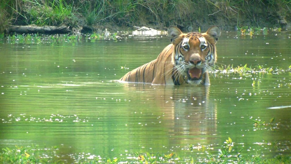 Picture 3 for Activity Chitwan Jungle Safari Tour: 3-Day Chitwan National Park Tour