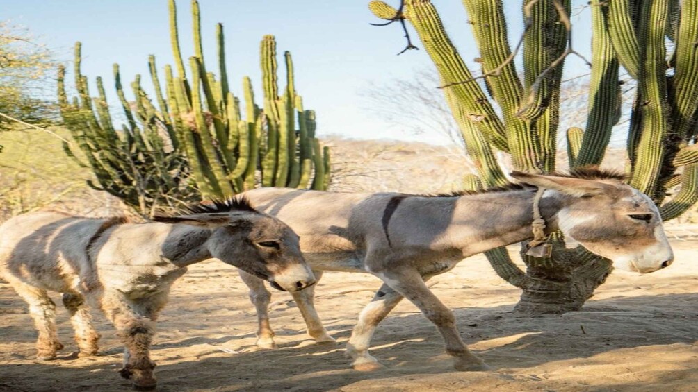 Picture 1 for Activity Sol de Mayo Oasis: Explore Natural Springs and Charming Town