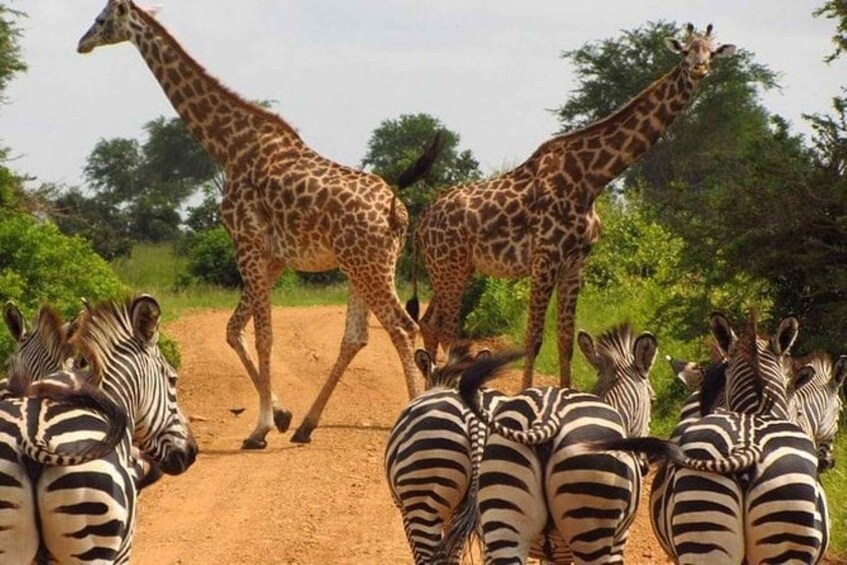 Picture 42 for Activity National park,Giraffe Center and Baby Elephant in Nairobi