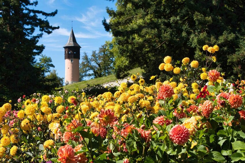 Picture 5 for Activity Konstanz: Mainau Island Entry Ticket