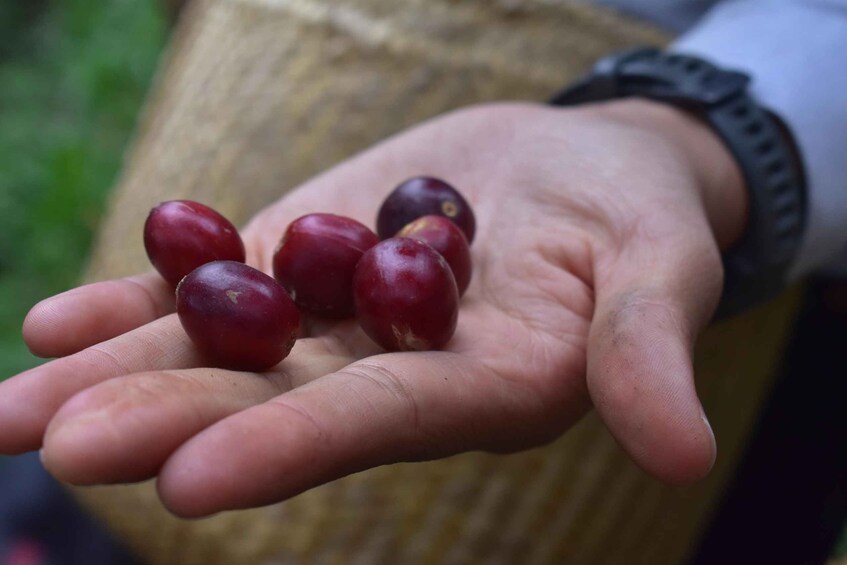 Picture 5 for Activity Huauchinango: City Tour, Necaxa dam and coffee plantations