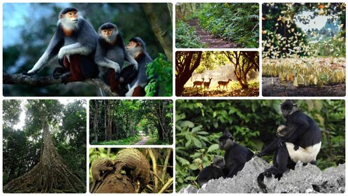 Dari Ninh Binh: Tur & Makan Siang Berpemandu di Taman Nasional Cuc Phuong