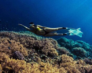 Panglao: Napaling Reef and Sardines Freediving Experience