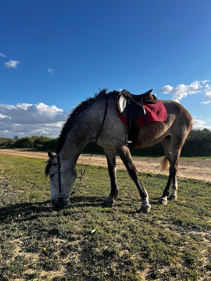 Picture 15 for Activity Sousse/Monastir: Private Horseback Riding Trip with Transfer