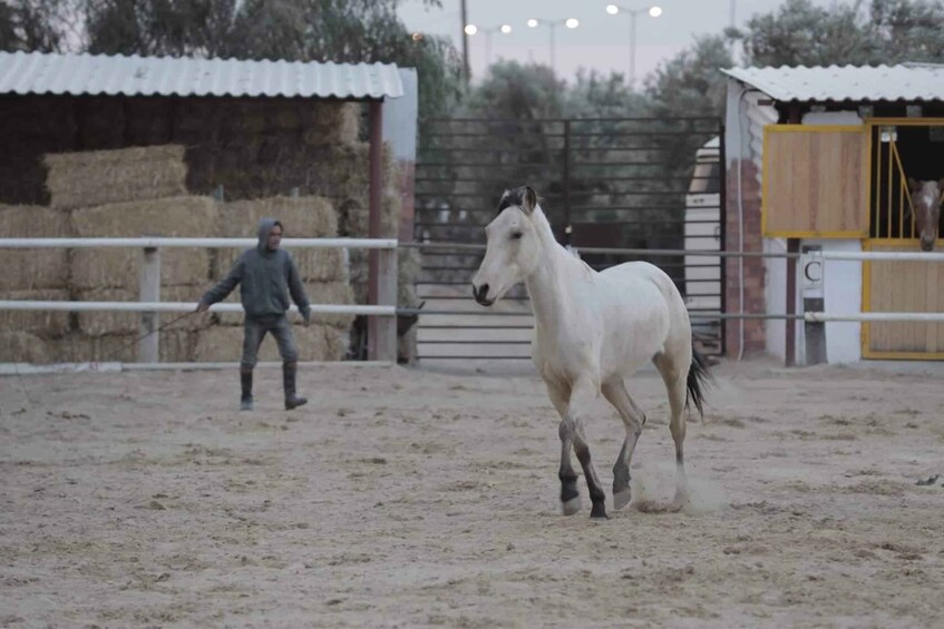 Picture 10 for Activity Sousse/Monastir: Private Horseback Riding Trip with Transfer