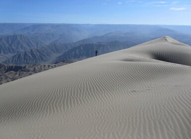 Excursion à la baie de San Fernando + Sandboarding à Nazca