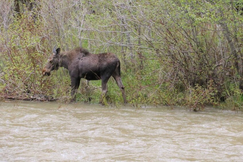Picture 2 for Activity Gardiner: Scenic Raft Float on the Yellowstone River