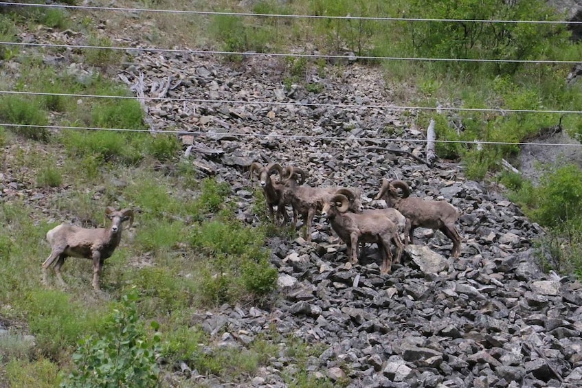 Picture 6 for Activity Gardiner: Scenic Raft Float on the Yellowstone River