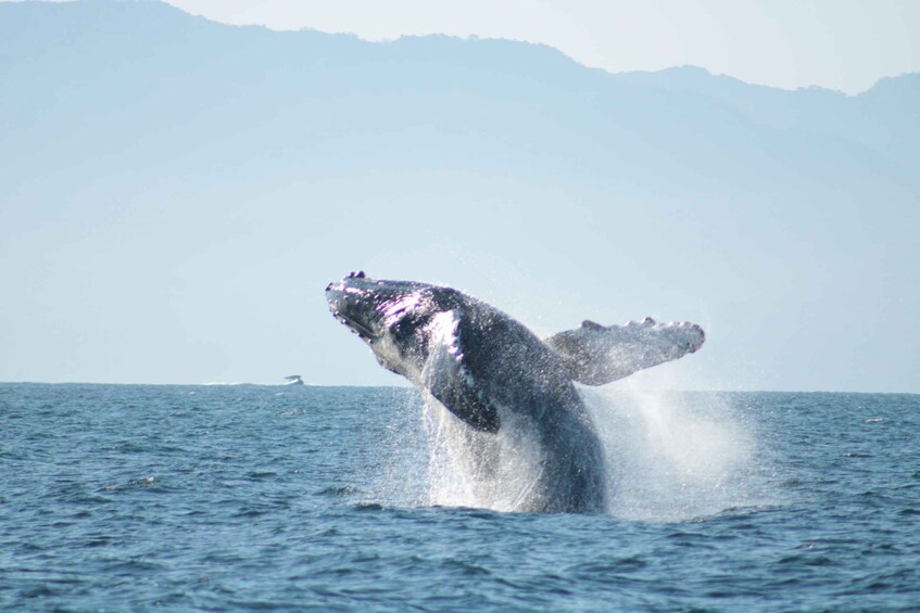 Picture 15 for Activity Puerto Vallarta: Yelapa Falls Yacht Cruise