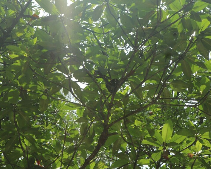 Picture 6 for Activity Mangrove Day Tour - Bintan