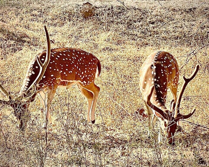 Picture 8 for Activity Gujarat: Gir National Park Guided Jeep Safari