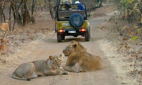 Gujarat: Gir Nationaal Park begeleide jeepsafari